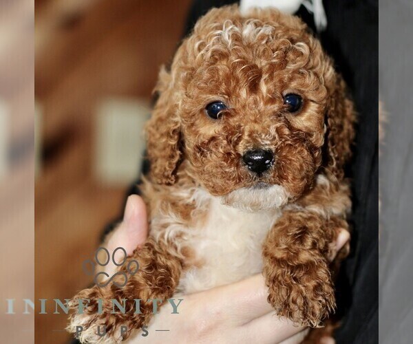 Medium Photo #5 Poodle (Miniature) Puppy For Sale in LEOLA, PA, USA