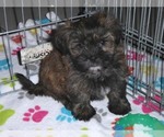 Small Photo #6 Shorkie Tzu Puppy For Sale in ORO VALLEY, AZ, USA