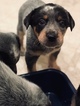 Small Photo #28 Australian Cattle Dog Puppy For Sale in PAHRUMP, NV, USA