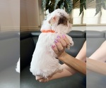 Small #14 Yorkshire Terrier