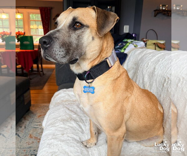 Medium Photo #9 Labrador Retriever-Unknown Mix Puppy For Sale in Washington, DC, USA