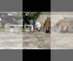 Small #8 Chihuahua