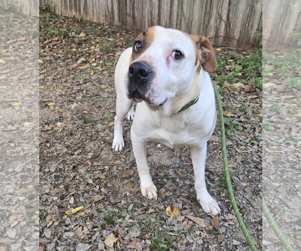 Medium Photo #3 American Staffordshire Terrier-Unknown Mix Puppy For Sale in Jackson, MS, USA
