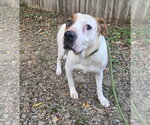 Small #2 American Staffordshire Terrier Mix