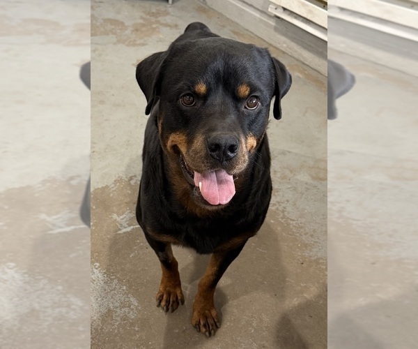 Medium Photo #1 Rottweiler Puppy For Sale in BRIGHTON, CO, USA
