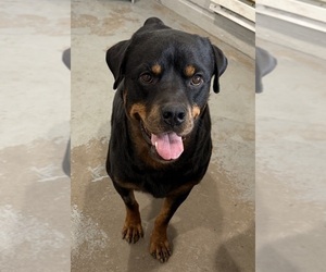 Father of the Rottweiler puppies born on 05/26/2026