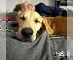 Small Photo #4 Labrador Retriever-Unknown Mix Puppy For Sale in Washington, DC, USA