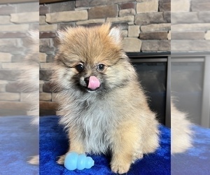 Pomeranian Puppy for sale in NOBLESVILLE, IN, USA