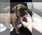 Small #2 Boxer
