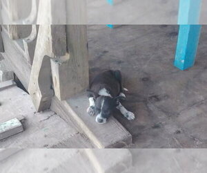 Sammie (TX) - Female Mutt Dog for Adoption - Photo #4