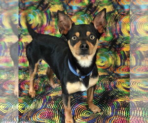 Louie Sep 26 - Male Chipin Dog for Adoption - Photo #2