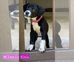 Small Border Collie Mix