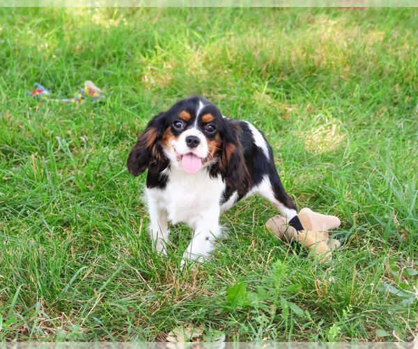 Medium Photo #3 Cavalier King Charles Spaniel Puppy For Sale in SYRACUSE, IN, USA