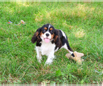 Small #2 Cavalier King Charles Spaniel