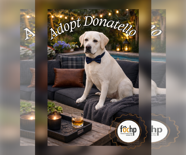 Medium Photo #1 Labrador Retriever Puppy For Sale in Menifee, CA, USA