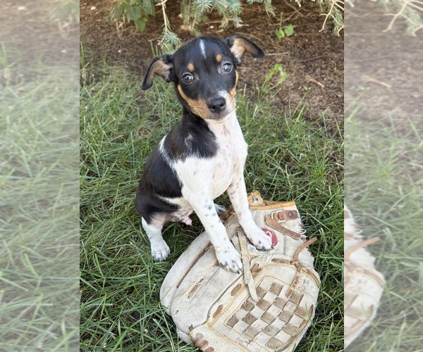 Medium Photo #4 Rat Terrier Puppy For Sale in MIDDLEBURY, IN, USA