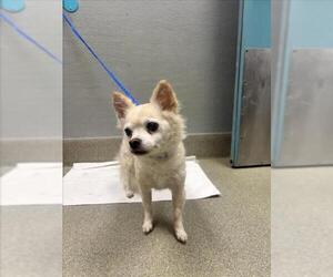 Chihuahua-Unknown Mix Dogs for adoption in Las Vegas, NV, USA