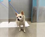 Small Chihuahua Mix