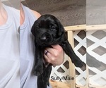 Puppy Gray Sully Labrador Retriever