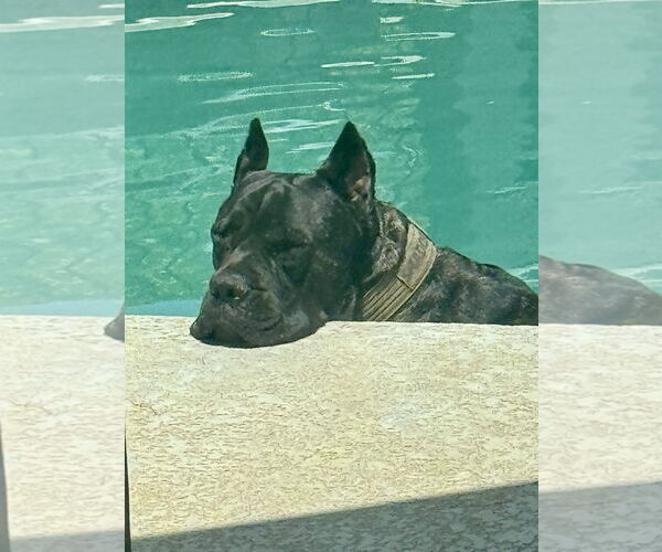 Medium Photo #2 Mutt Puppy For Sale in Goodyear, AZ, USA