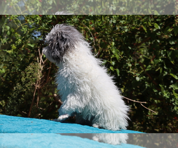 Medium Photo #22 Poodle (Toy) Puppy For Sale in DYERSBURG, TN, USA