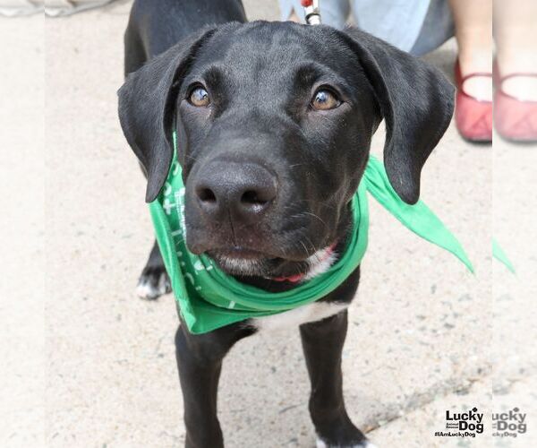Medium Photo #3 Labrador Retriever-Retriever  Mix Puppy For Sale in Washington, DC, USA