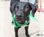 Small Photo #3 Labrador Retriever-Retriever  Mix Puppy For Sale in Washington, DC, USA
