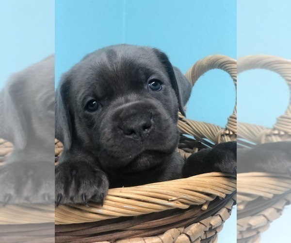 Medium Photo #1 Cane Corso Puppy For Sale in AMARILLO, TX, USA