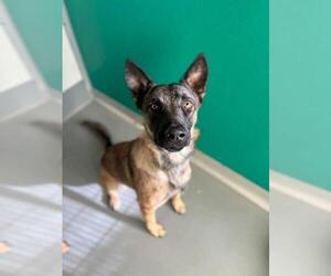 Mutt Dogs for adoption in Visalia, CA, USA