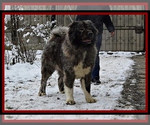 Mother of the Caucasian Shepherd Dog puppies born on 10/01/2021
