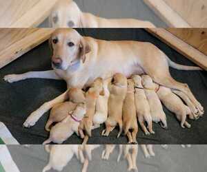 Goldendoodle-Labrador Retriever Mix Puppy for sale in MC COOK, NE, USA
