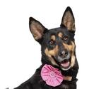 Small #2 German Shepherd Dog