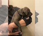Small Photo #7 American Bully Puppy For Sale in LOVELAND, CO, USA