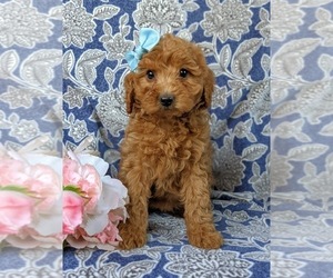 Cavapoo-Poodle (Miniature) Mix Puppy for sale in KIRKWOOD, PA, USA