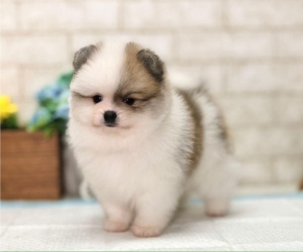 Medium Photo #8 Pomeranian Puppy For Sale in SEATTLE, WA, USA