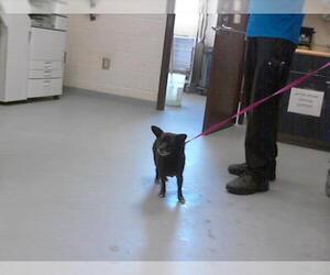 Chihuahua-Unknown Mix Dogs for adoption in Fayetteville, NC, USA