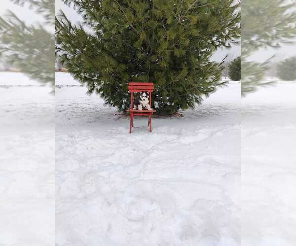 Medium Photo #3 Siberian Husky Puppy For Sale in AUBURN, NY, USA