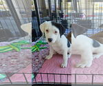 Small #8 Labrador Retriever Mix