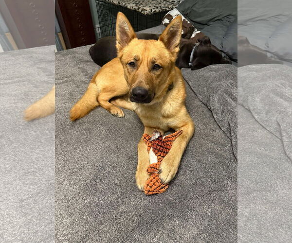 Medium Photo #2 German Shepherd Dog-Unknown Mix Puppy For Sale in Polson, MT, USA