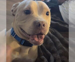 Mutt Dogs for adoption in Canton, CT, USA