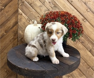 Australian Shepherd Puppy for sale in GAINESVILLE, MO, USA
