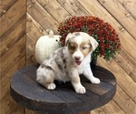 Image preview for Ad Listing. Nickname: Maple