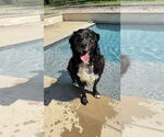Small #4 Border Collie