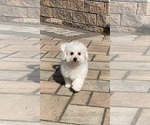 Small #3 Bichon Frise