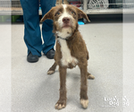 Small Irish Wolfhound Mix