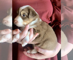 Small Photo #8 Australian Shepherd Puppy For Sale in CHARLESTON, SC, USA