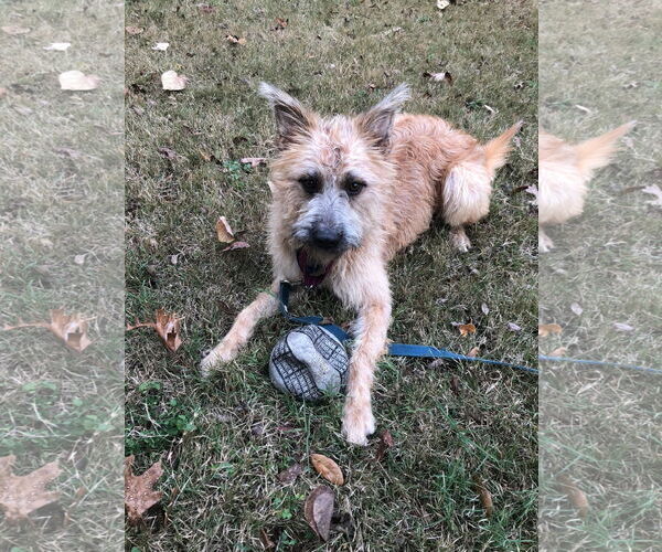 Medium Photo #1 Mutt Puppy For Sale in Dallas, TX, USA