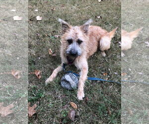 Mutt Dogs for adoption in Dallas, TX, USA