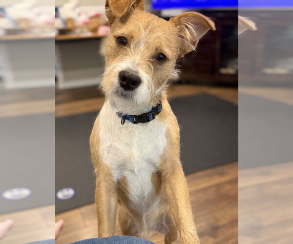 Medium Photo #1 Poodle (Toy)-Unknown Mix Puppy For Sale in Bellevue, WA, USA