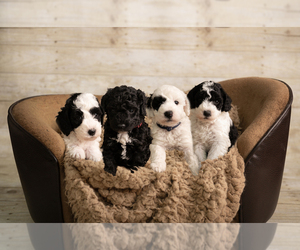 Goldendoodle mix (+ Poodle Miniature) Puppy for Sale in DALLAS, Texas USA